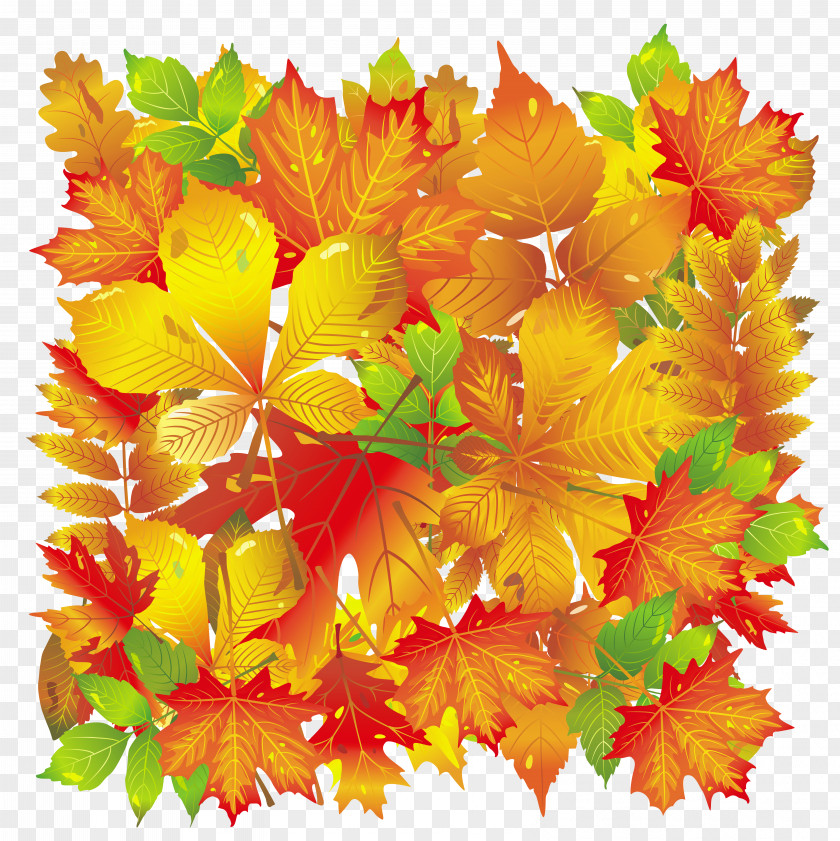 Transparent Fall Leaves Autumn Leaf Color PNG
