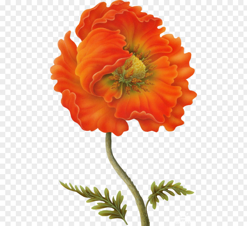 Flower Poppy Watercolour Flowers Clip Art PNG