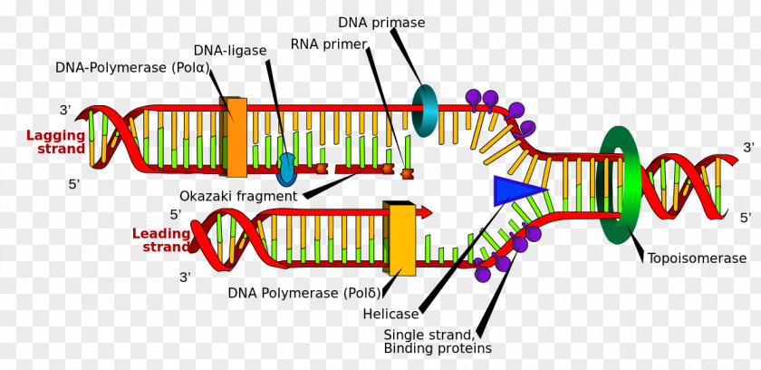 Fruit Enzyme DNA Replication Base Pair Semiconservative Polymerase PNG