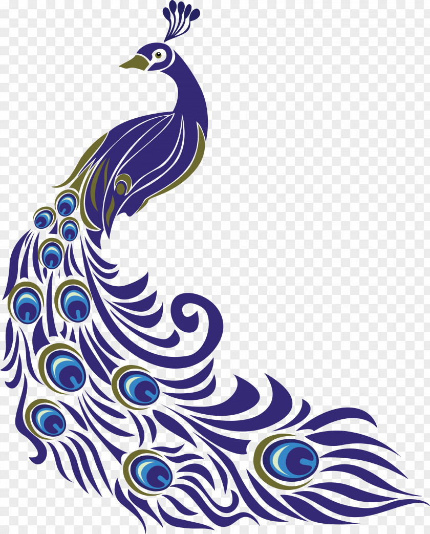 Peacock Pattern Pavo Drawing Clip Art PNG