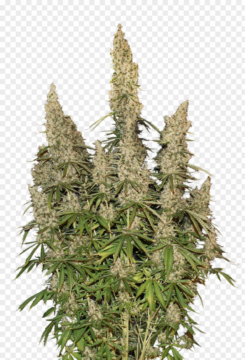 Skunk Autoflowering Cannabis White Widow Sativa Ruderalis PNG