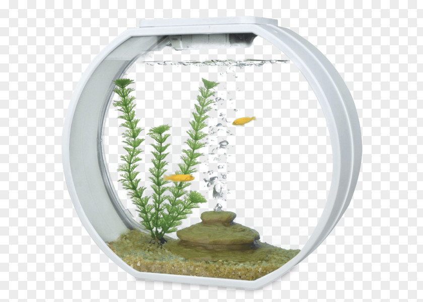 Fish Tank Aquarium Filters Siamese Fighting Aquariums PNG