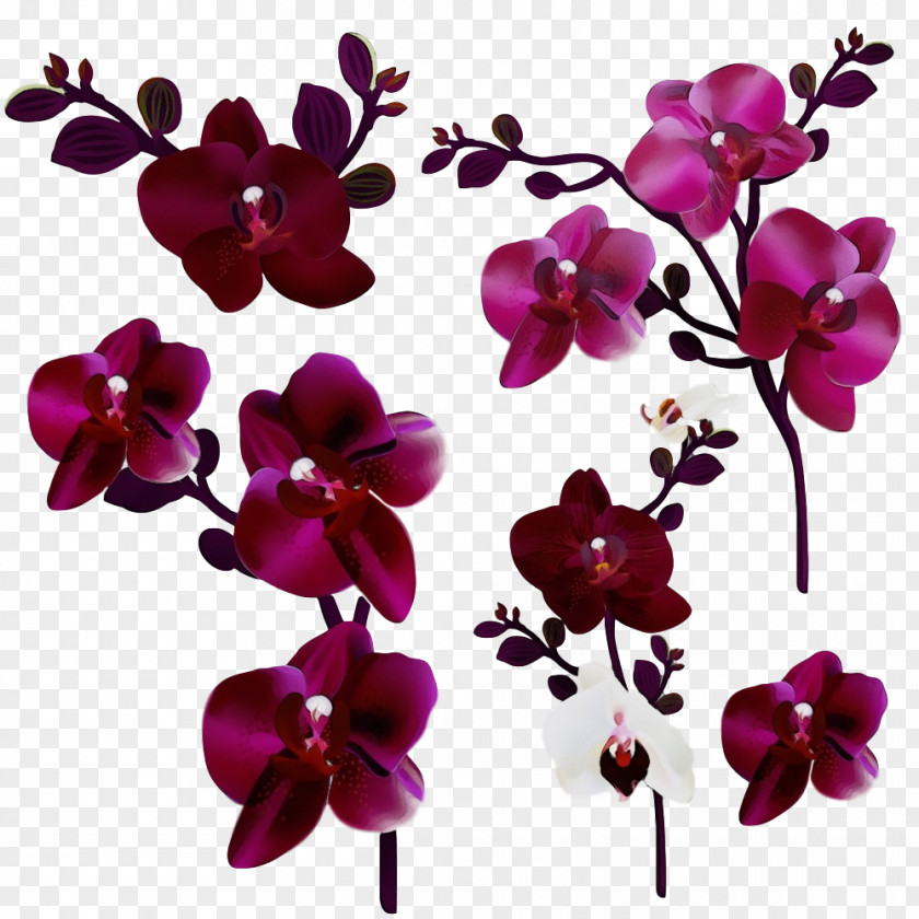 Flower Moth Orchid Violet Petal Purple PNG