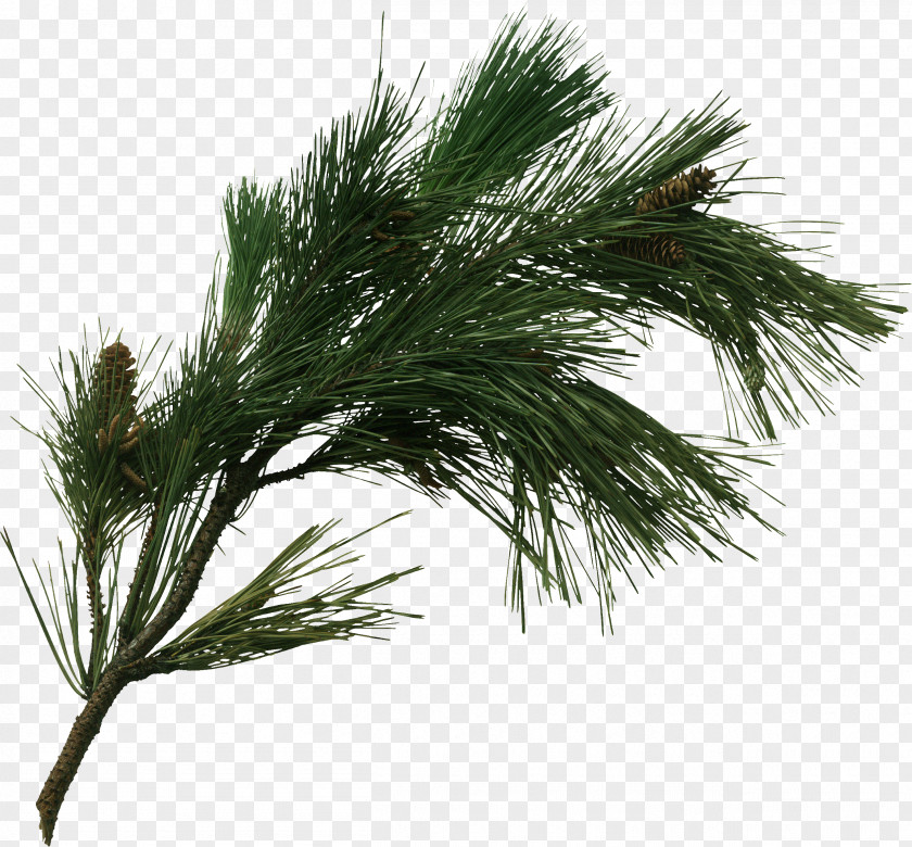 Pine Cone Tree Branch Fir Pinus Pinaster PNG