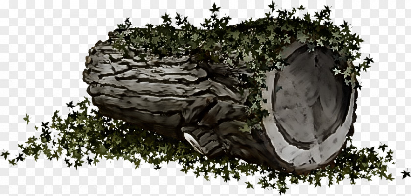 Rock Plant Tree Trunk Drawing PNG