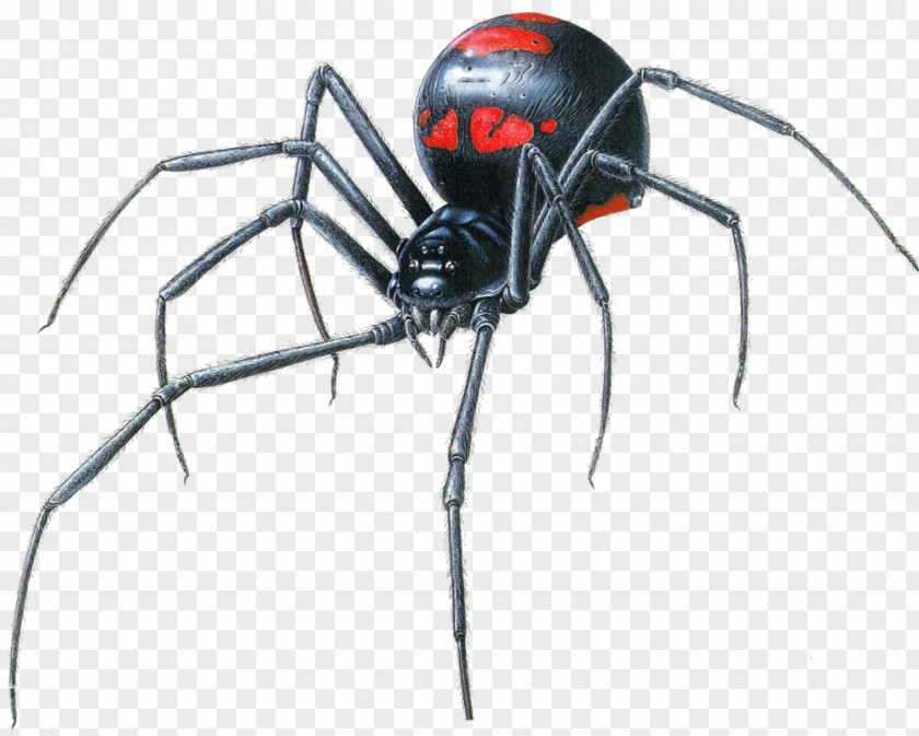 Spider Black Widow Latrodectus Hesperus Southern Clip Art PNG