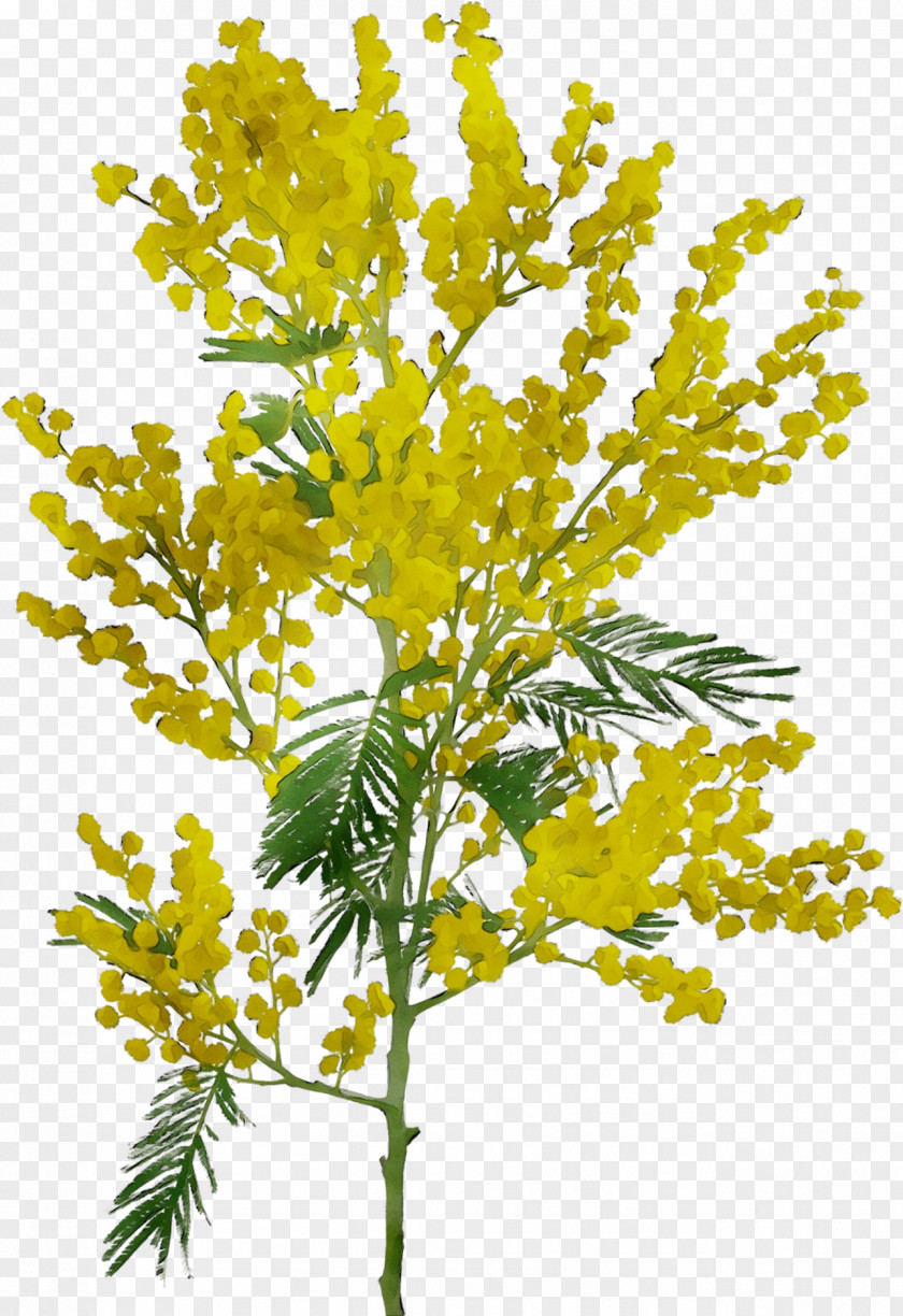 Twig Field Mustard Plant Stem Mimosa PNG
