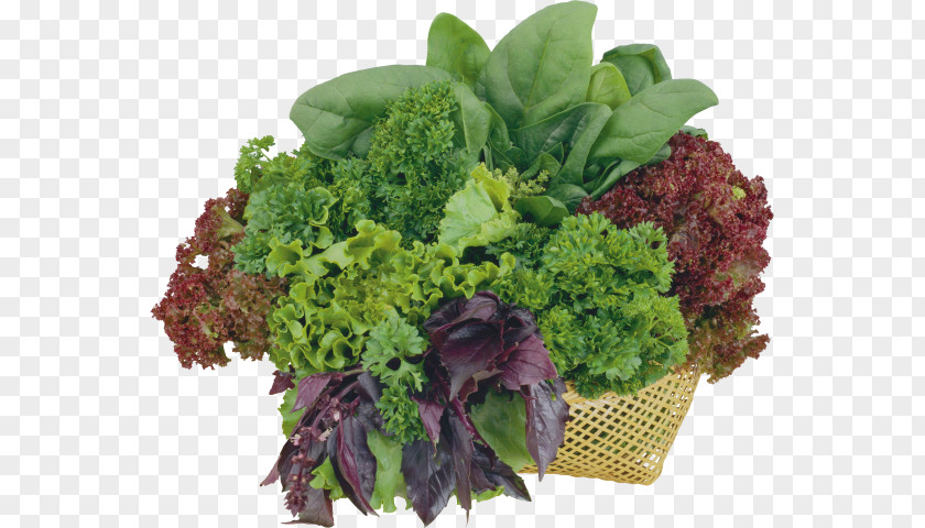 Vegetable Romaine Lettuce Image Scanner Herb Salad PNG