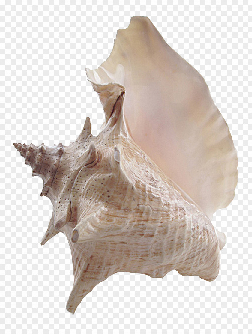 Brown Texture Conch Clip Art PNG