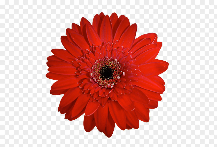 Chrysanthemum Transvaal Daisy Red Cut Flowers Clip Art PNG