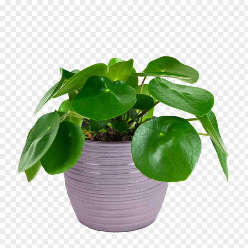 Flowerpot Leaf Flower Houseplant Plant PNG