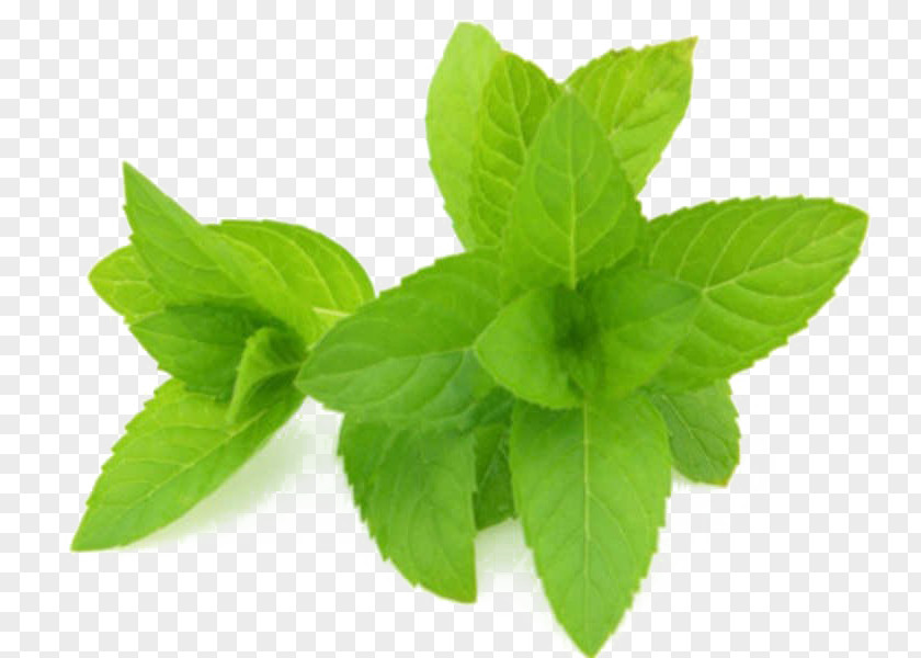 Perennial Plant Ocimum Lemon Leaf PNG