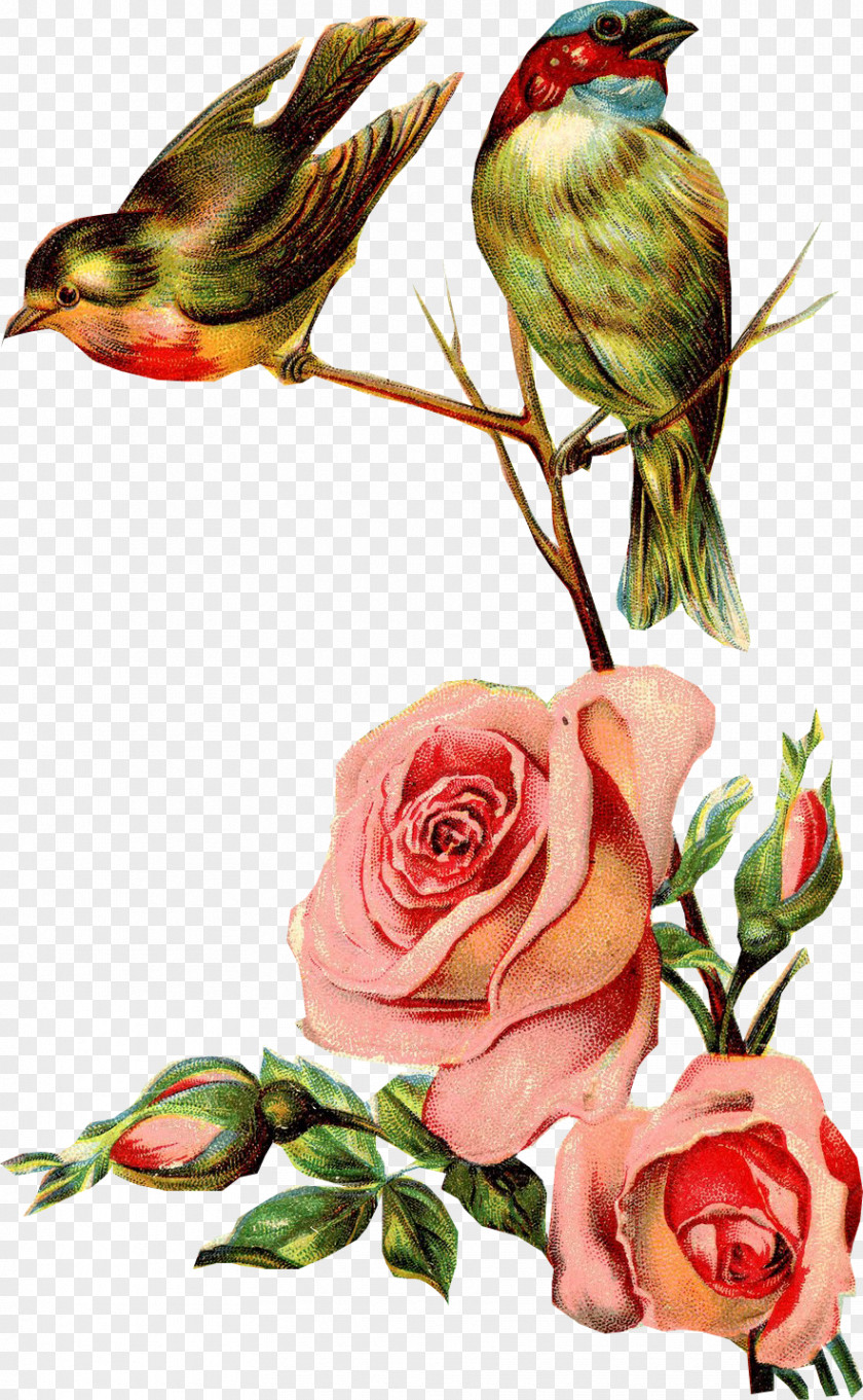 Birds Rose Swallow Bird Paper Clip Art PNG