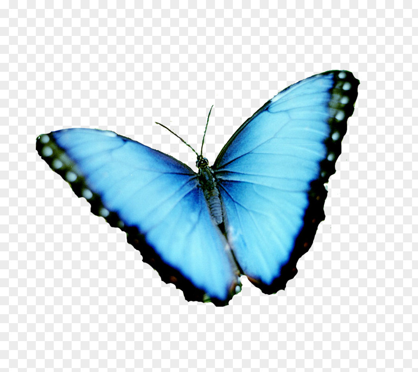 Butterfly Menelaus Blue Morpho Rhetenor Image PNG