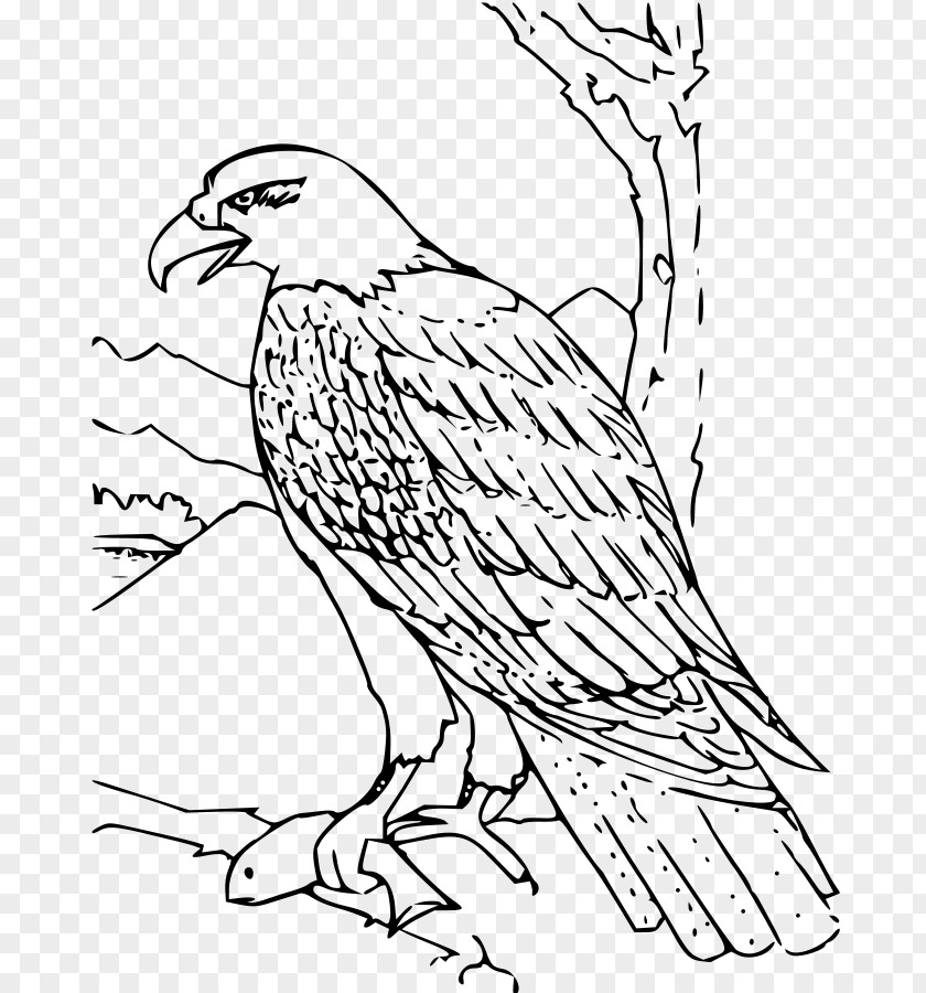 Eagle Bald Coloring Book Bird Drawing PNG
