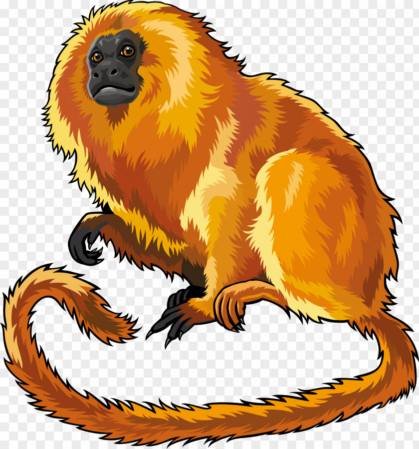 Monkey Golden Lion Tamarin Drawing PNG