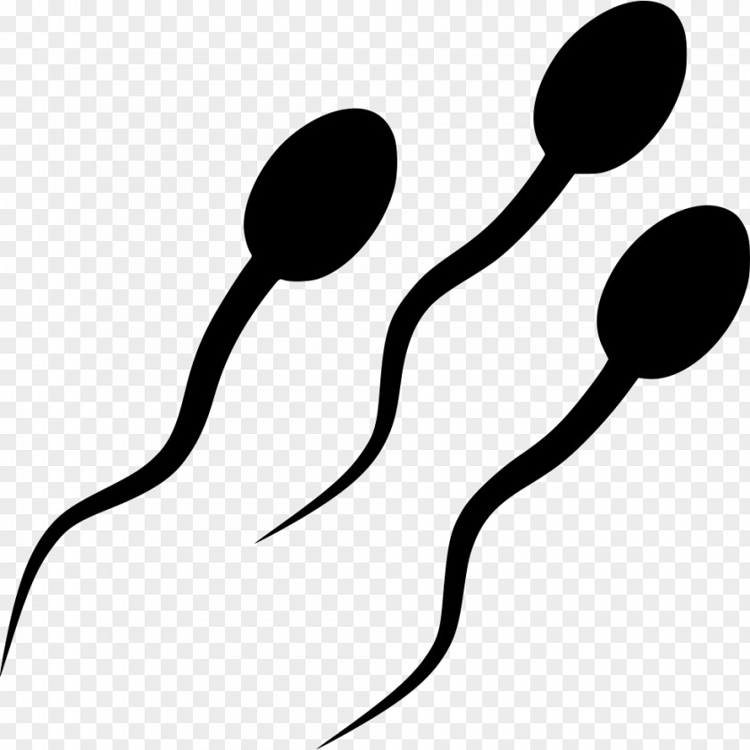Spermatozoon Egg Cell Fertilisation PNG