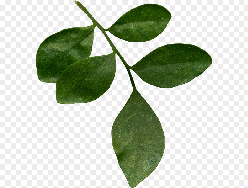 Leaf Tea Plant Stem Flower PNG