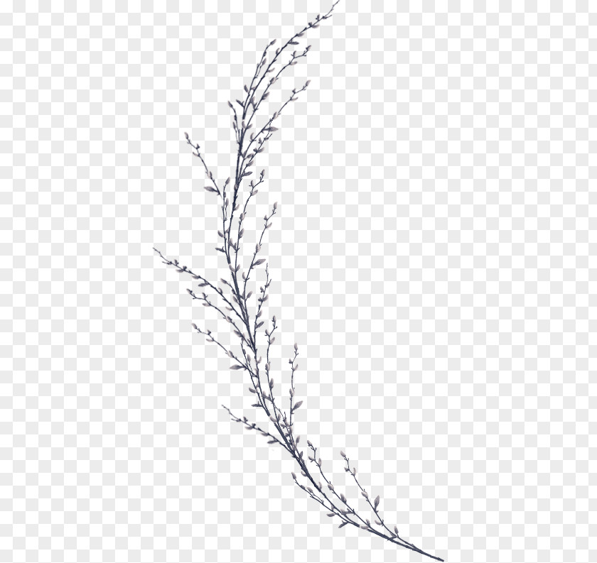 Micro Invitations Twig Plant Stem Leaf Line Art Flower PNG