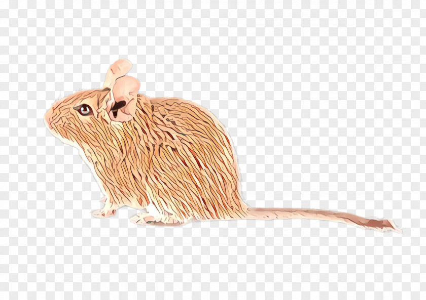 Mouse Muridae Rat Animal Figure Gerbil PNG