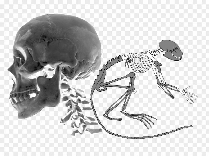 Skull Homo Sapiens Jaw Skeleton Drawing PNG