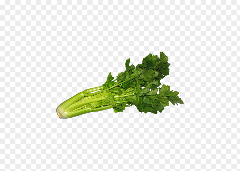 Vegetable Vegetarian Cuisine Raw Foodism Eating Celeriac PNG
