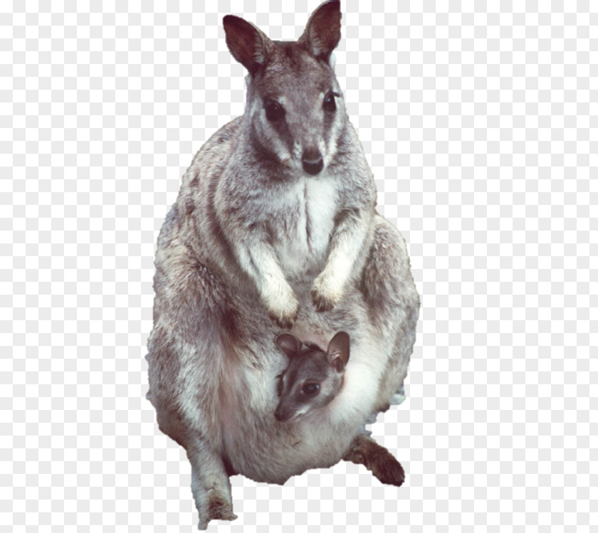 Australia Kangaroo Wallaby Reserve Mouse Rock-wallaby Marsupial PNG