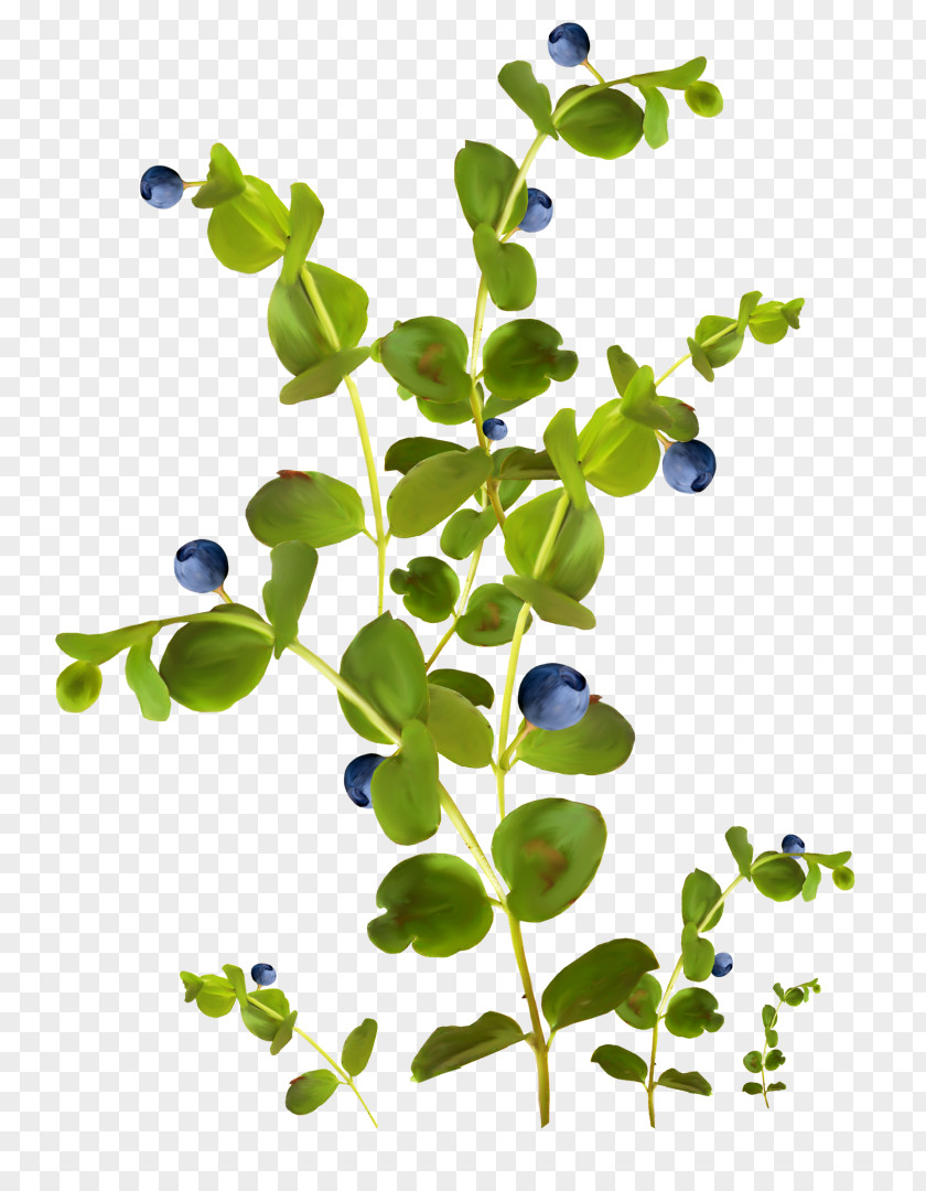 Blueberries Color Tattoo Blue Clip Art PNG