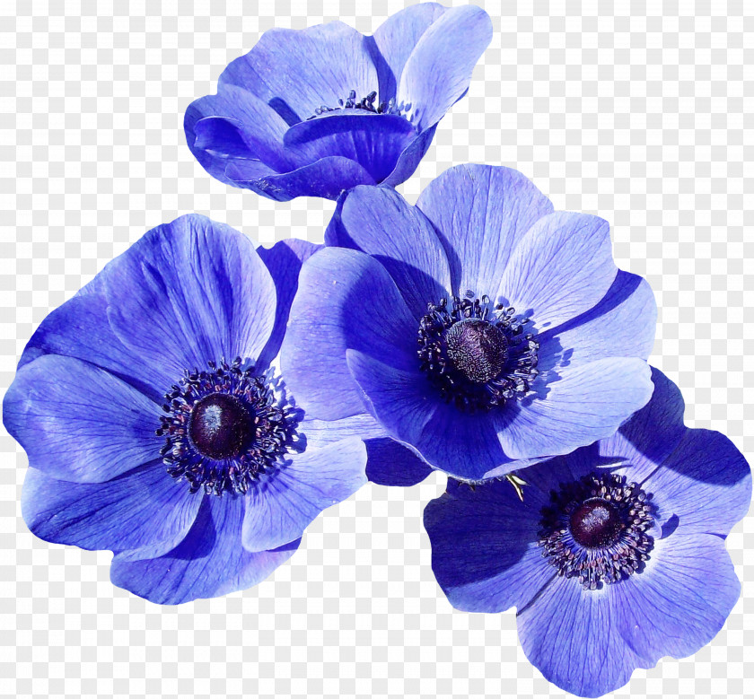 Delphinium Cut Flowers Blue Flower Petal Purple Violet PNG