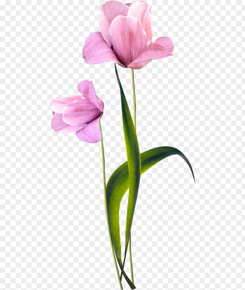 Flower Artificial Tulip Floral Design Bouquet PNG