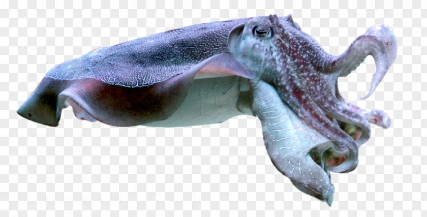 Squid Cuttlefish Octopus Lossless Compression PNG