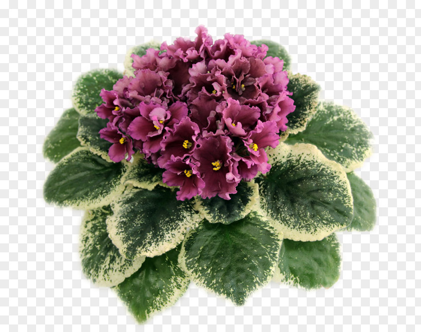 Violet Flower Herbaceous Plant Family PNG