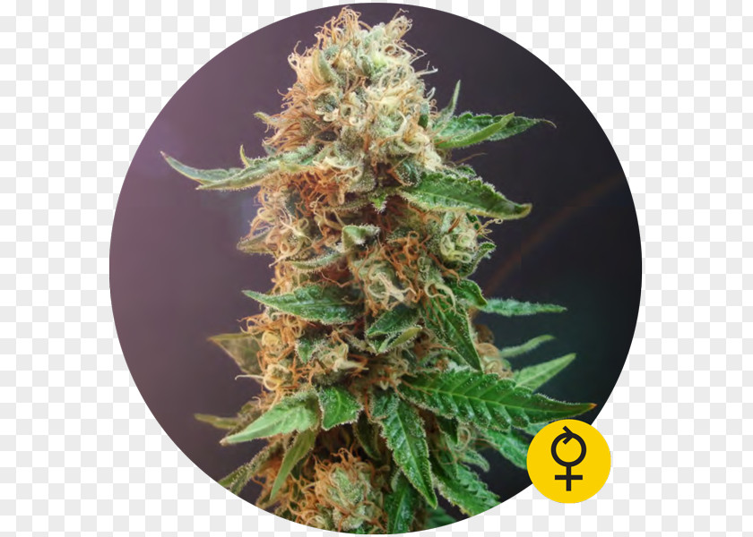 Cannabis Ruderalis Autoflowering Haze Seed Sativa PNG