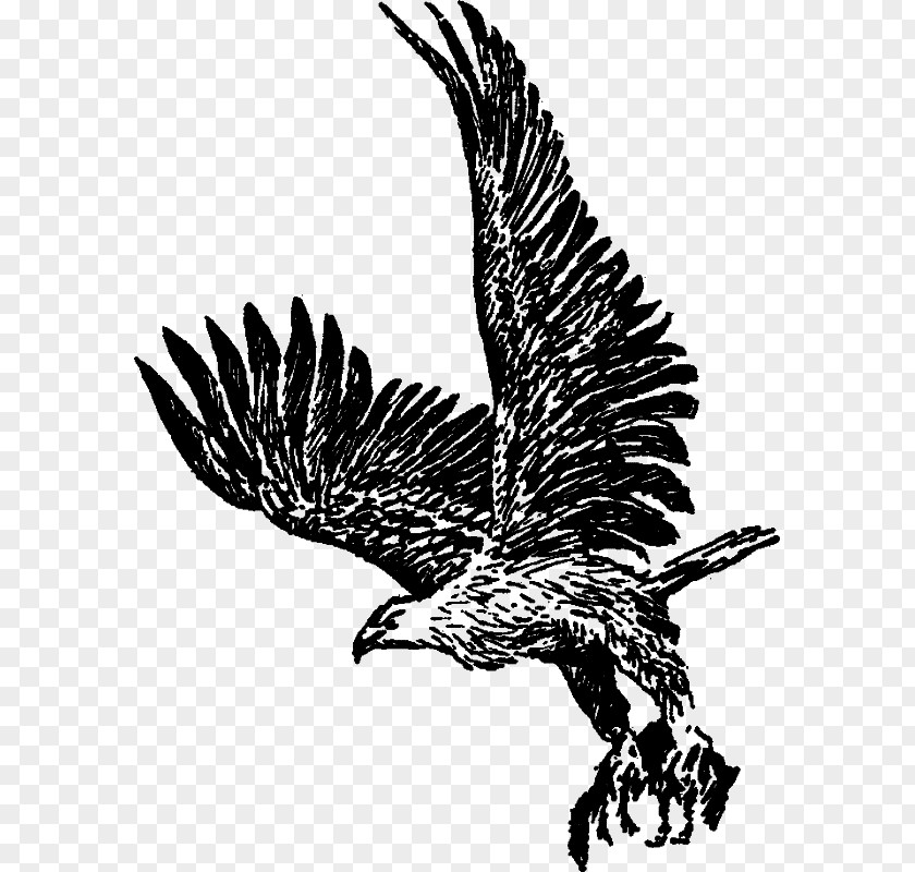 Eagle Bald Hawk Buzzard Vulture PNG