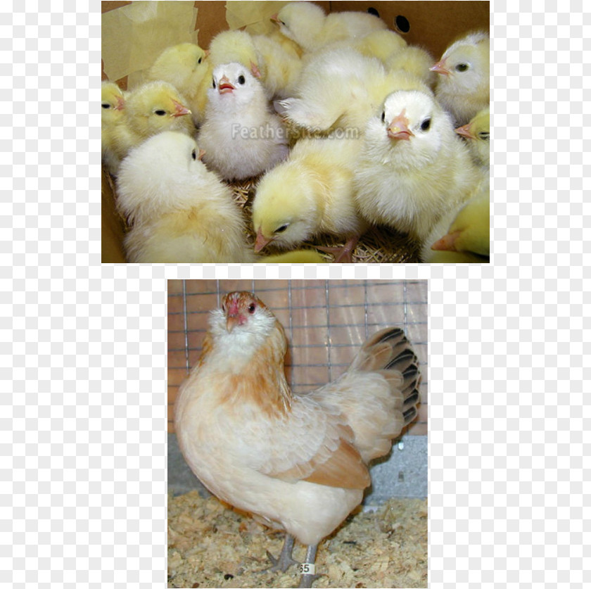 Golden Temperament Rooster Ameraucana Orpington Chicken Araucana Easter Egger PNG