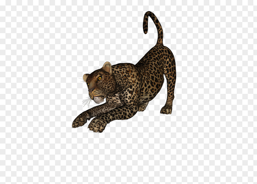 Persian Leopard Cheetah Cougar Tiger Animal PNG