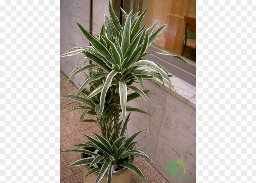 Plant Dracaena Fragrans Dragon Tree Reflexa Var. Angustifolia Chinese Evergreens PNG