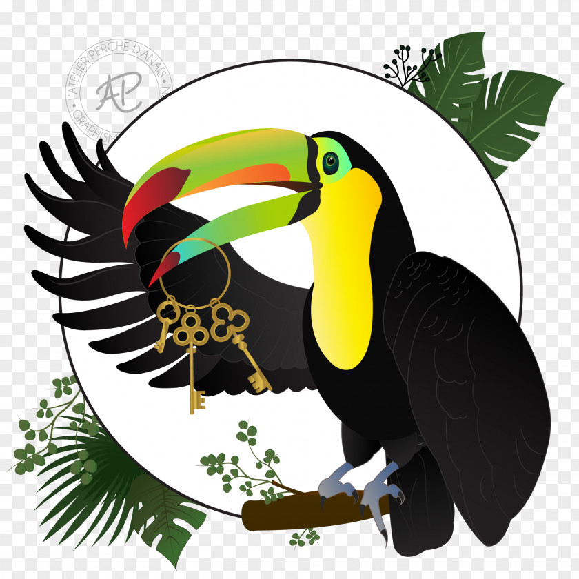 TUCAN Graphic Design Web Hornbill PNG