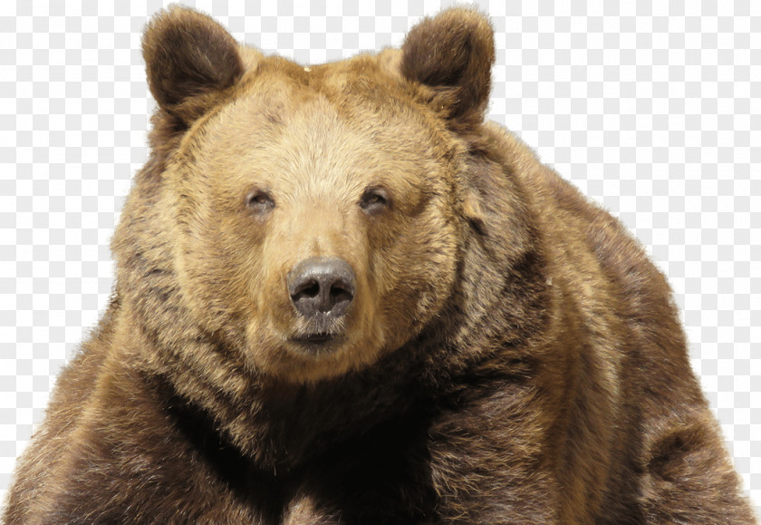 Bears PlayerUnknown's Battlegrounds Eurasian Brown Bear Himalayan Kodiak PNG
