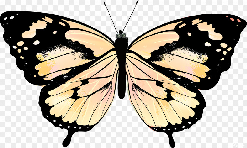 Butterflies Butterfly Drawing Royalty-free PNG