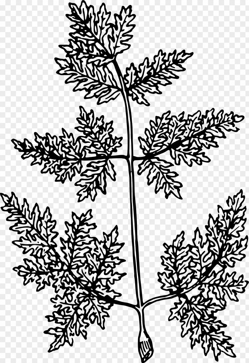 Drawing Plant Clip Art PNG