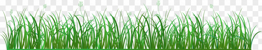Green Grass Vetiver Sweet Euclidean Vector Pasture PNG