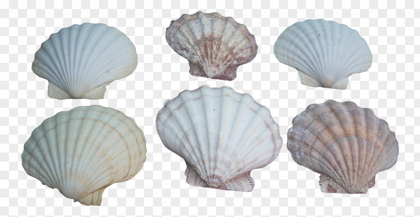 Natural Material Seafood Cockle Conchology PNG