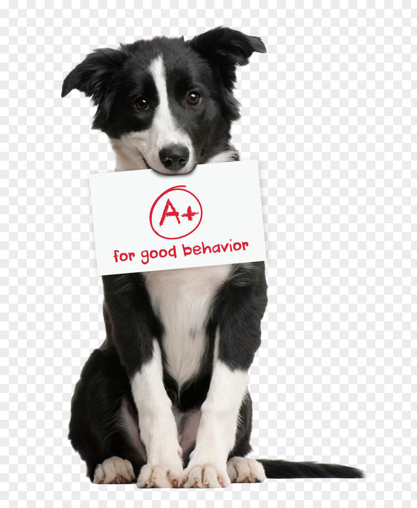 The Dog Poster Border Collie Pet Sitting Puppy German Shepherd Cat PNG