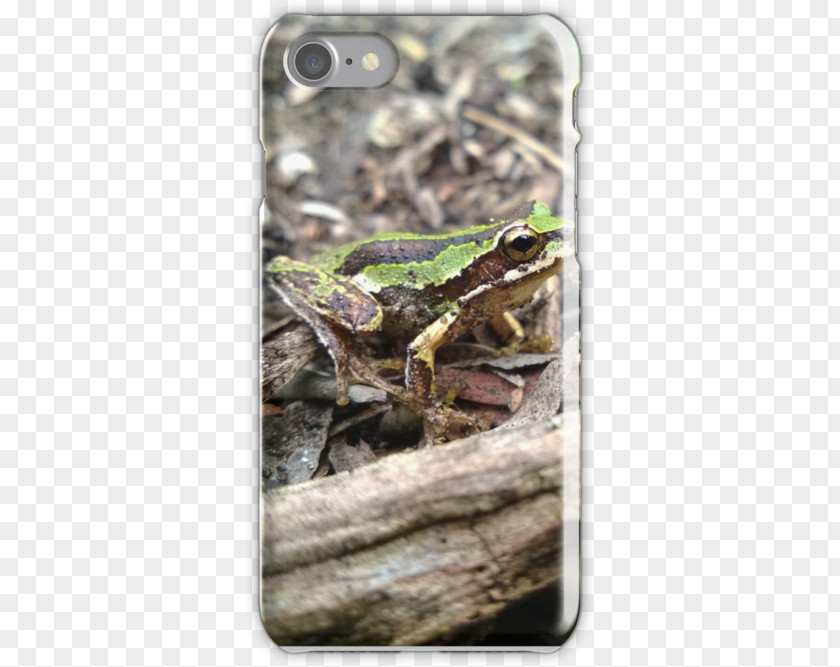 Frog Toad True Tree PNG