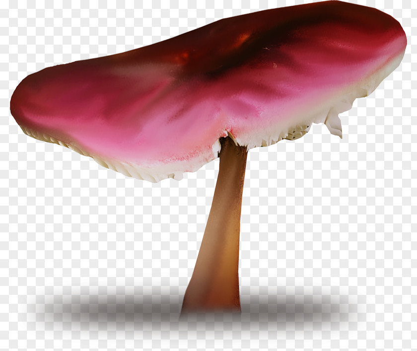 Mushroom Edible Fungus Common PNG