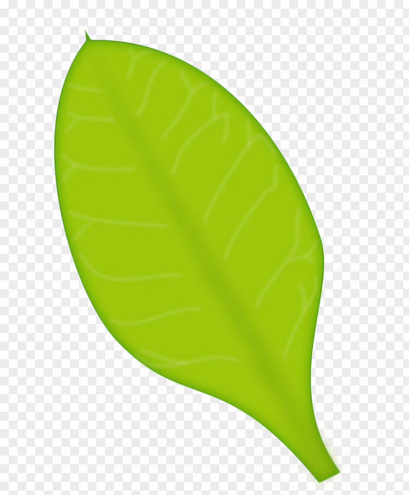 Plant Yellow Green Leaf Background PNG