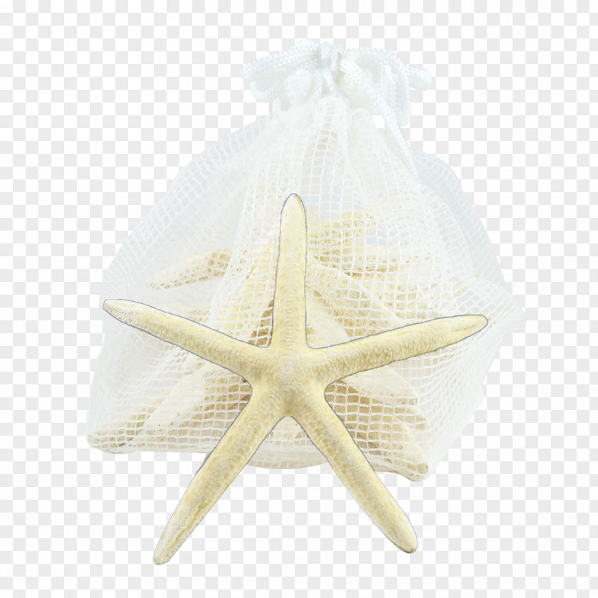 Starfish Beige PNG