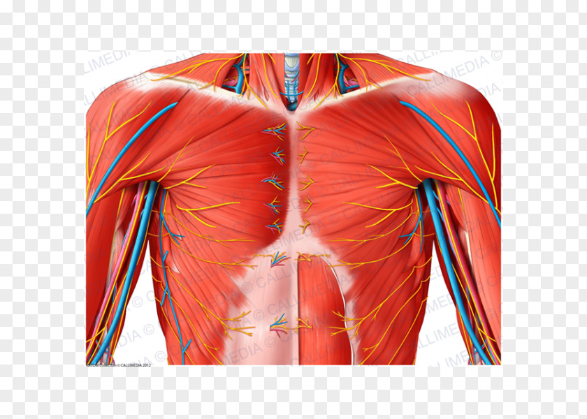 Superficial Temporal Nerve Shoulder Muscle Anatomy Blood Vessel PNG