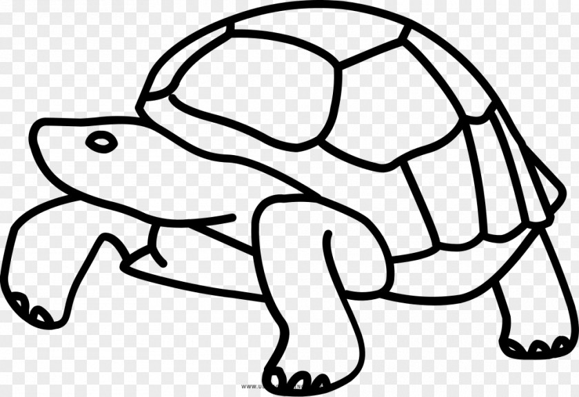 Turtle Galápagos Islands Tortoise Drawing Clip Art PNG